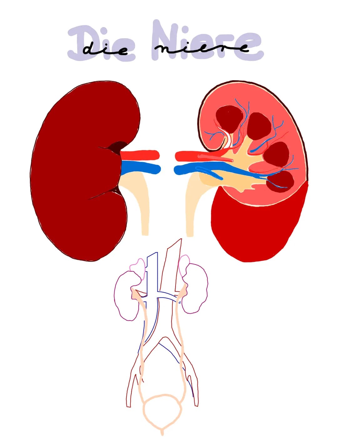 # Die Niere Gliederuns

1. Präparation Niere

2. Aufbau und Lage der Niere

3. Funktion der Niere

4. Bau, Funktion und Lage des Nephrons

5