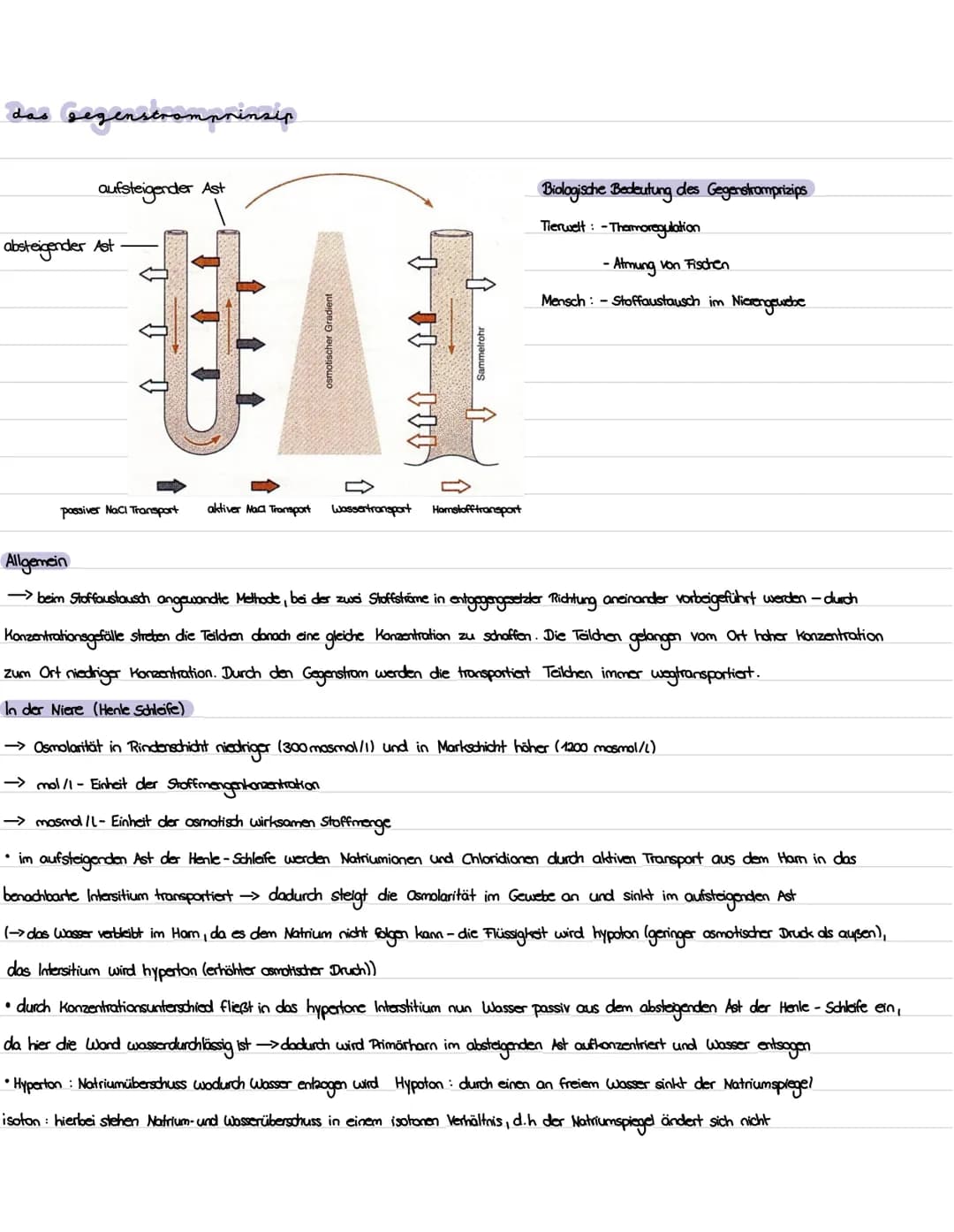 # Die Niere Gliederuns

1. Präparation Niere

2. Aufbau und Lage der Niere

3. Funktion der Niere

4. Bau, Funktion und Lage des Nephrons

5