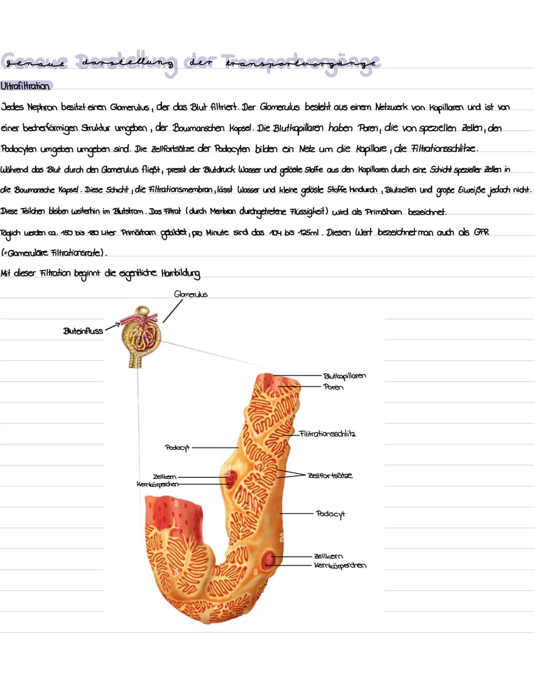 # Die Niere Gliederuns

1. Präparation Niere

2. Aufbau und Lage der Niere

3. Funktion der Niere

4. Bau, Funktion und Lage des Nephrons

5