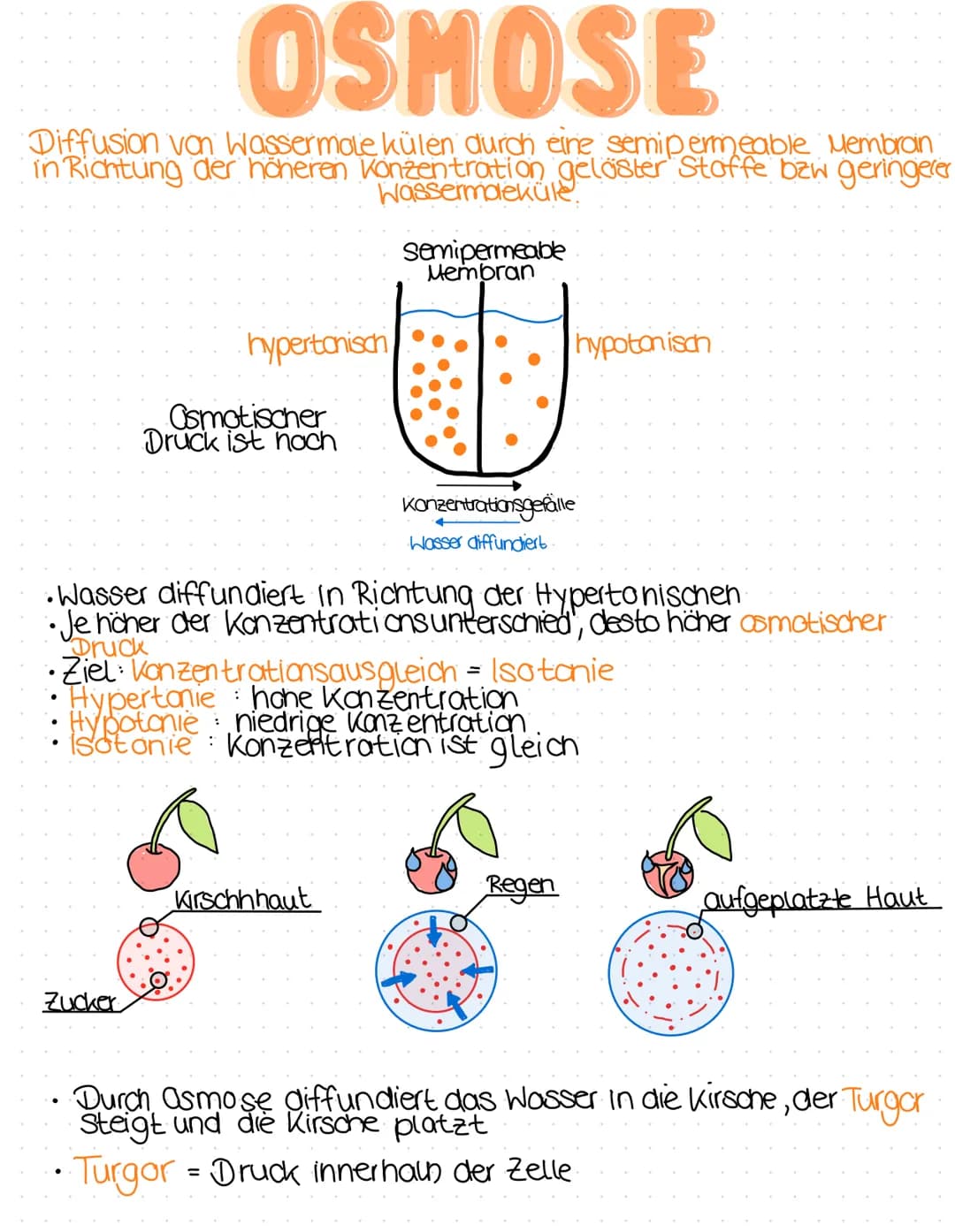 # OSMOSE

Diffusion von Wassermale külen durch eine semipermeable Membran
in Richtung der höheren Konzentration gelöster Stoffe bzw geringer