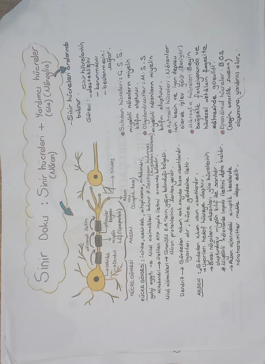 Sinir Doku: Sinir hücreleri + Yardımcı hücreler)
(Glia) (Nöroglia)

çekirdek

atlamalı iletim
→Dendrit miyelin
HÜCRE GÖVDESİ

Ranvier
nigeli