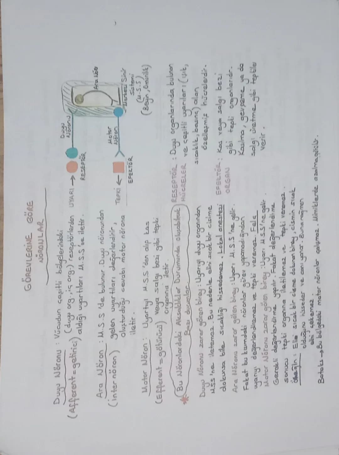 Sinir Doku: Sinir hücreleri + Yardımcı hücreler)
(Glia) (Nöroglia)

çekirdek

atlamalı iletim
→Dendrit miyelin
HÜCRE GÖVDESİ

Ranvier
nigeli
