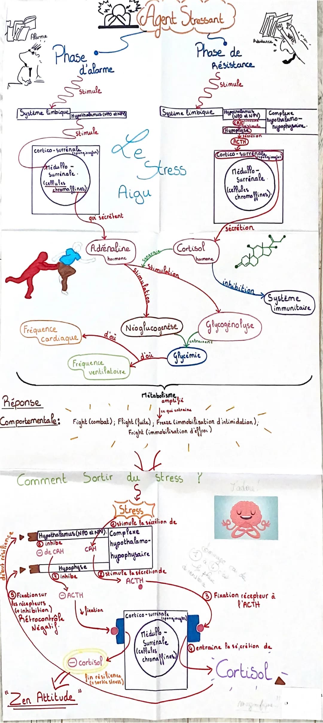 Phase
d'alarme

Stimule

Système limbique Myathathumus (HP)

cortico-

stimule

Alidullo-
Surrinale
(cefpules

e
Agent Seressant

Phase de
R