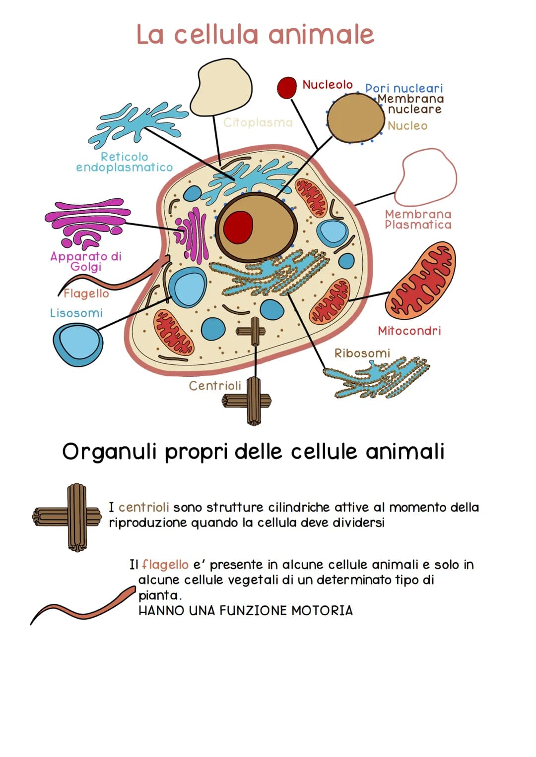 # CELLULA

La cellula e' la piu' piccola unita' dei viventi, svolge in modo autonomo le funzioni vitali
di un organismo.
Nasce da un'altra c