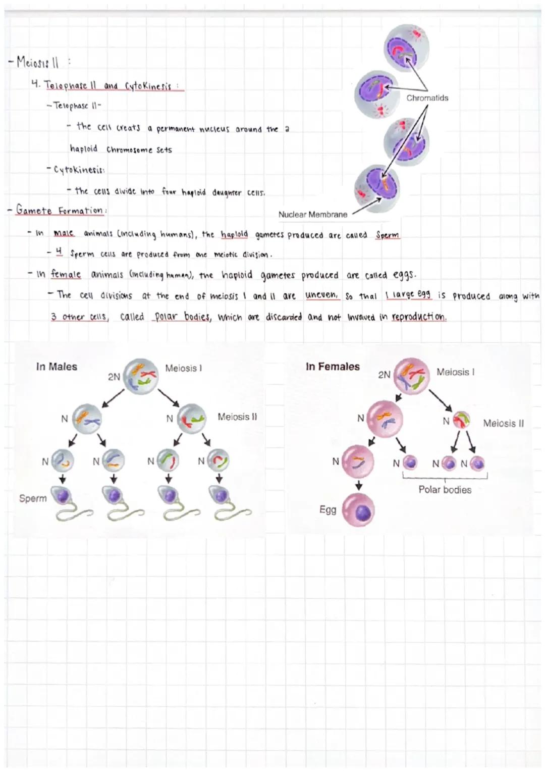 # Meiosis

-The process of reduction division
-as a cell Splits you only get part of the information.
-The purpose of Meiosis is to produce 