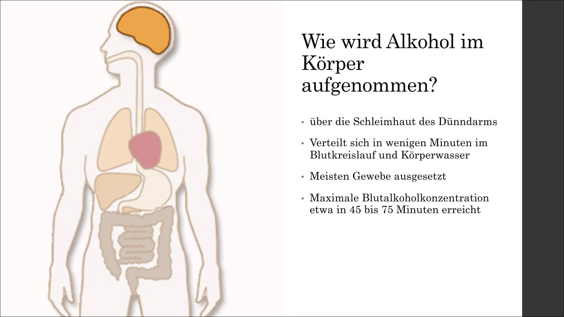 # Wirkungen des
# Alkohols auf
# den
# menschlichen
# Körper
Wie gefährlich kann es sein? Gliederung

1. Was ist Alkohol?
2. Warum trinken M