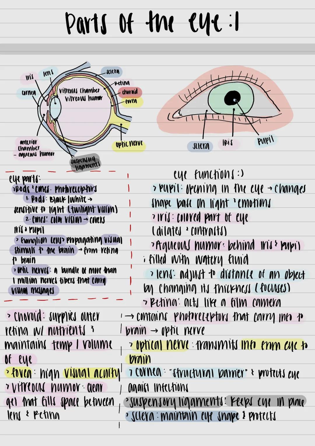 
<p>The trichomatic theory of color vision suggests that humans only perceive 3 colors of light: red, blue, and green. This theory provides 