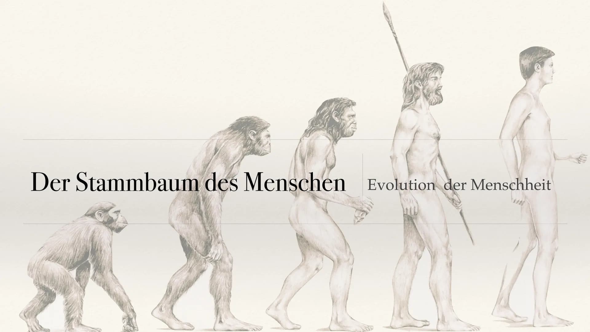 # Der Stammbaum des Menschen Evolution der Menschheit # Inhaltsverzeichnis

• Stammbaum der Menschen
• Homo Habilis
 A. Biografie
 B. Lebens