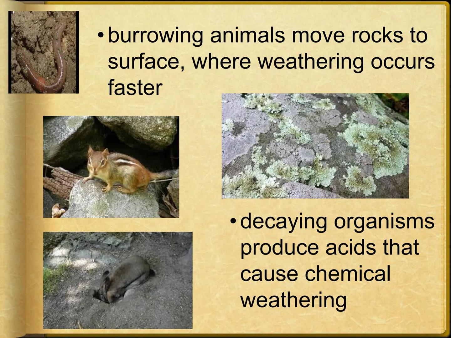 # Ch 5: Weathering, Soil, & Mass
Movements
## Ch 5.1: Weathering
Weathering - breaking down and changing
of rocks at or near Earth's surface