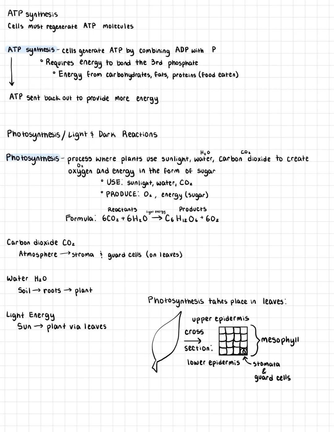 # ATP cycle

cellular currency used to perform cell's functions

reactions use ATP (cell. resp.)

Mitochondria-energy Factory
synthesizes AT