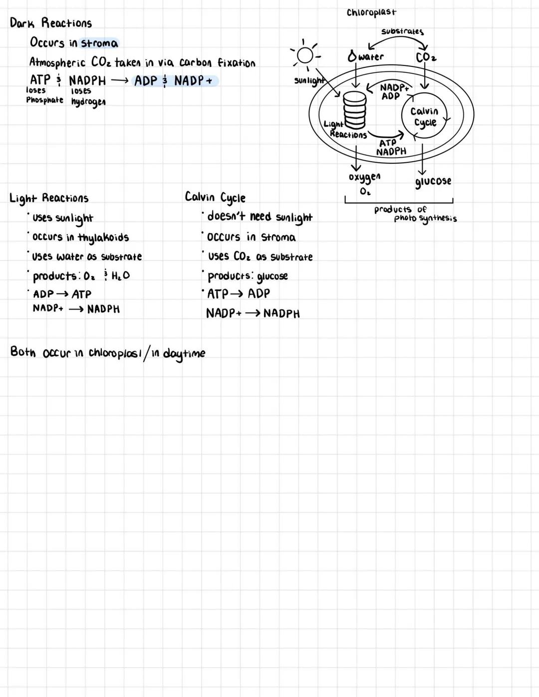 # ATP cycle

cellular currency used to perform cell's functions

reactions use ATP (cell. resp.)

Mitochondria-energy Factory
synthesizes AT