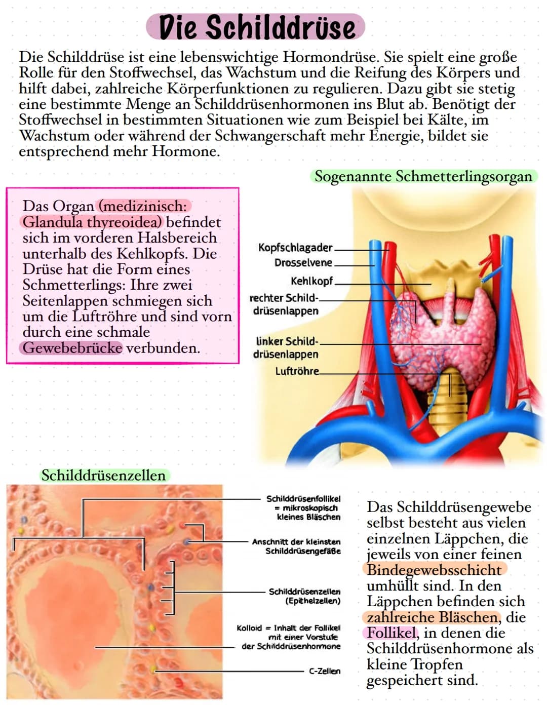 # Die Schilddrüse

Die Schilddrüse ist eine lebenswichtige Hormondrüse. Sie spielt eine große
Rolle für den Stoffwechsel, das Wachstum und d