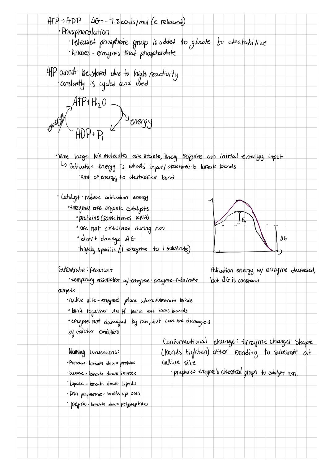 Biochem

*matter made of atoms

*Protons, neutrons, and electrons

*life is mostly made up of Curbon, Onygen, Hydroges, and Nitroges

*Secon