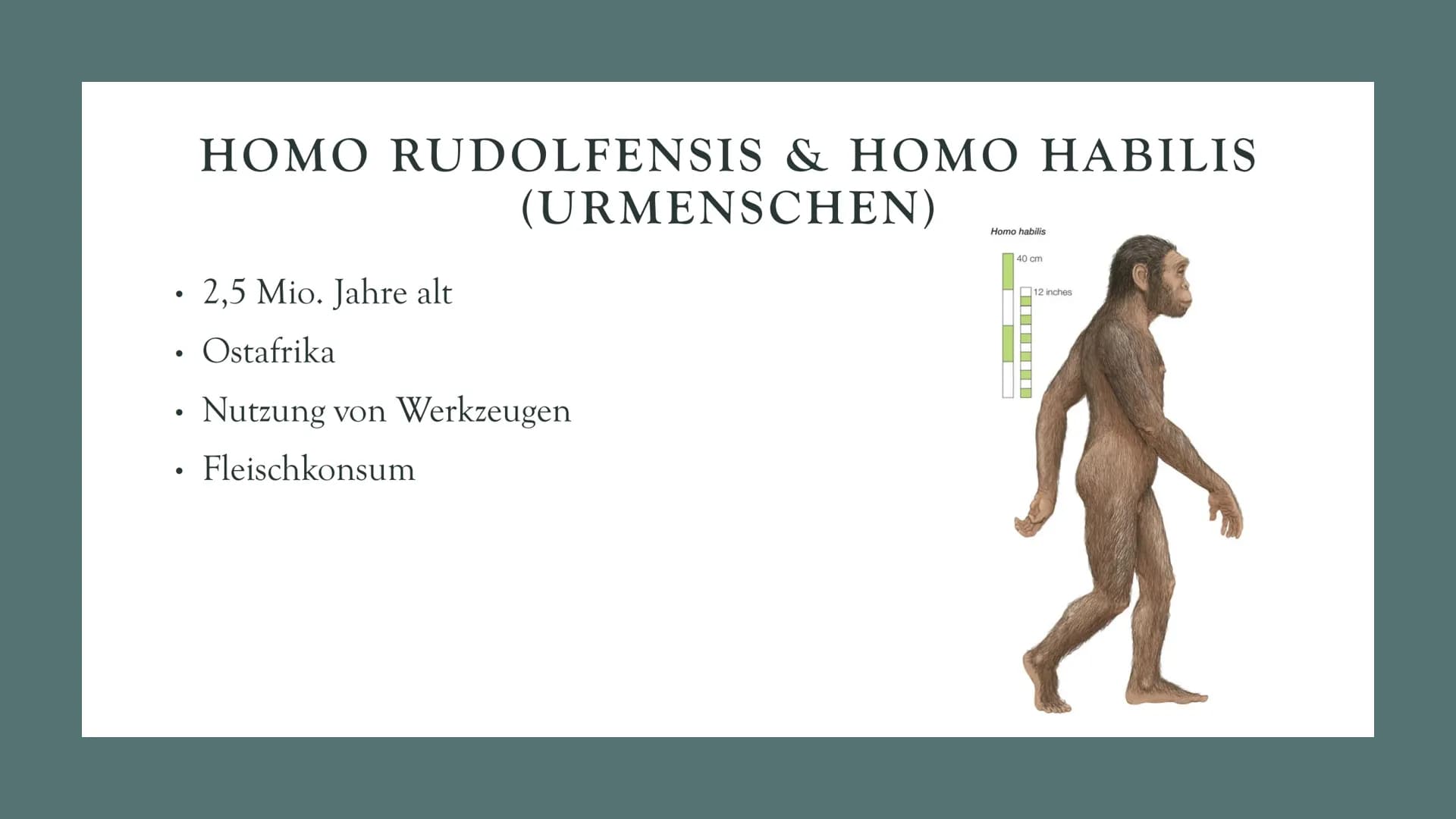 # DIE

# EVOLUTION

# DES

# MENSCHEN

Biologie Leistungskurs # GLIEDERUNG

1. Evolution des Menschen einfach erklärt
2. Der Mensch und der 