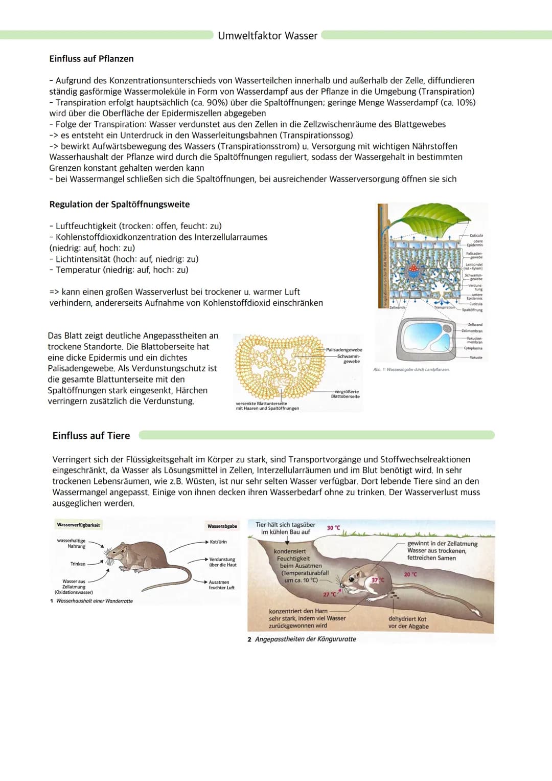 # Ökologie

Ökosystem: Wechselbeziehungen zwischen Organismen und ihrer Umwelt; dynamisches Beziehungsgefüge
aus Biozönose (Lebensgemeinscha