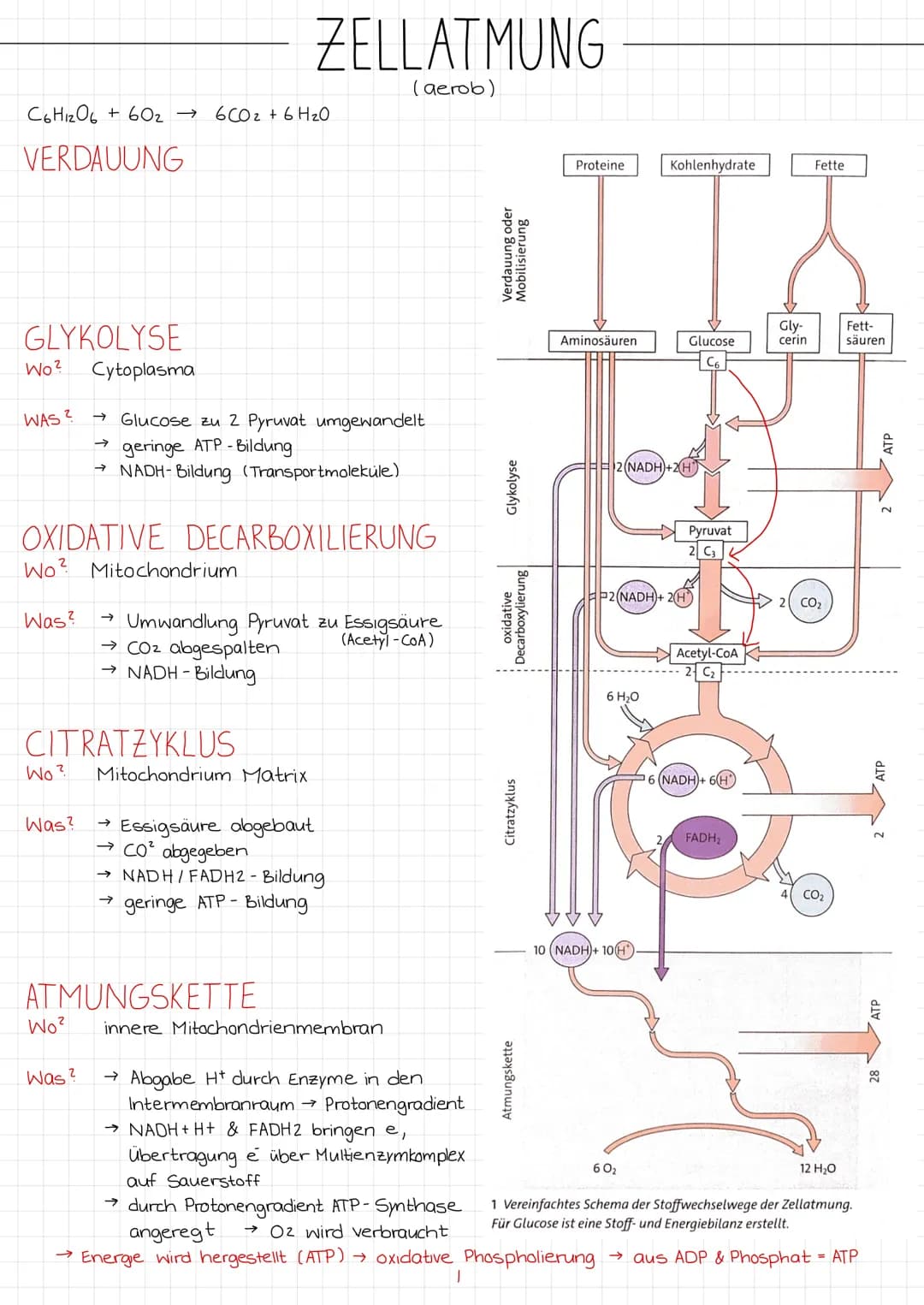 # ZELLATMUNG

(aerob)

$C_6H_{12}O_6 + 6O_2 \rightarrow 6CO_2 + 6H_2O$

VERDAUUNG

GLYKOLYSE

Wo?

Cytoplasma

WAS

← Glucose zu 2 Pyruvat u