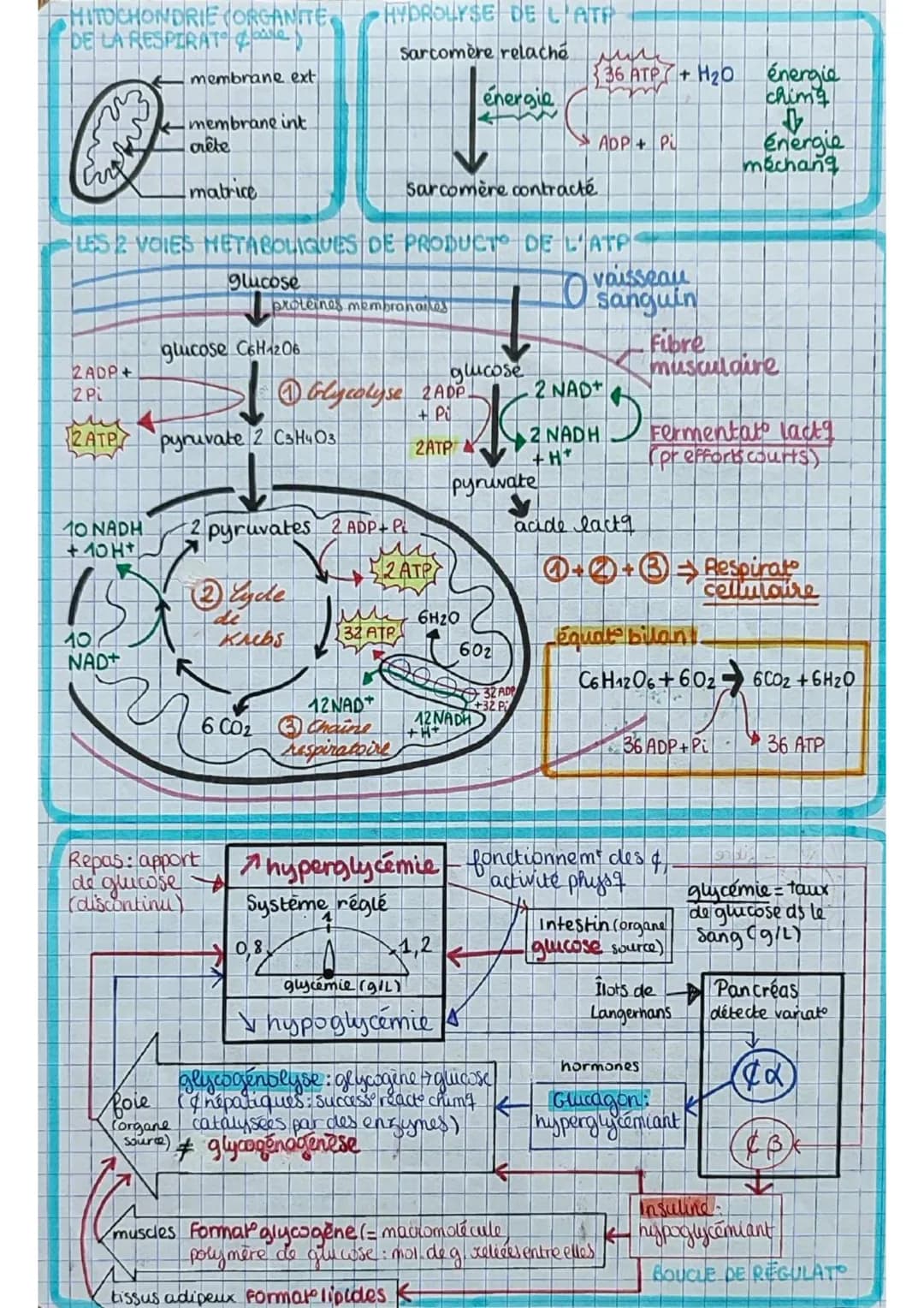 ```markdown
= plantes
les angiospermes feunt
à fleurs

dioxyde de
carbone
CO2
6
lumière Oxygène
02 6
SURFACE FOLIAIRE

→ structure multicouc