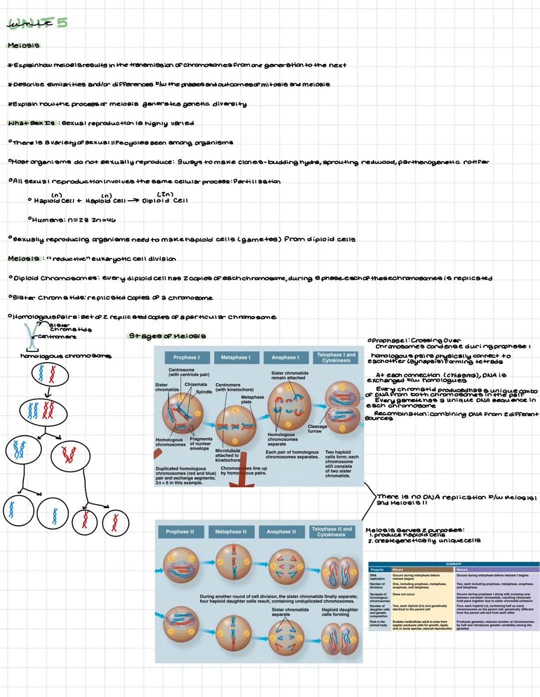 lume 5
Meiosis
*Explainhow meiosisresults in the transmission of chramosanes from one generation to the next
*DeBoribe similarities and/or d