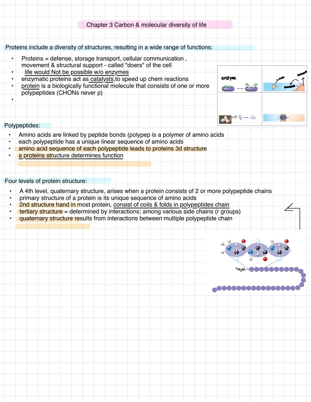 # Chapter 3 Carbon & molecular diversity of life

Proteins include a diversity of structures, resulting in a wide range of functions:

- Pro