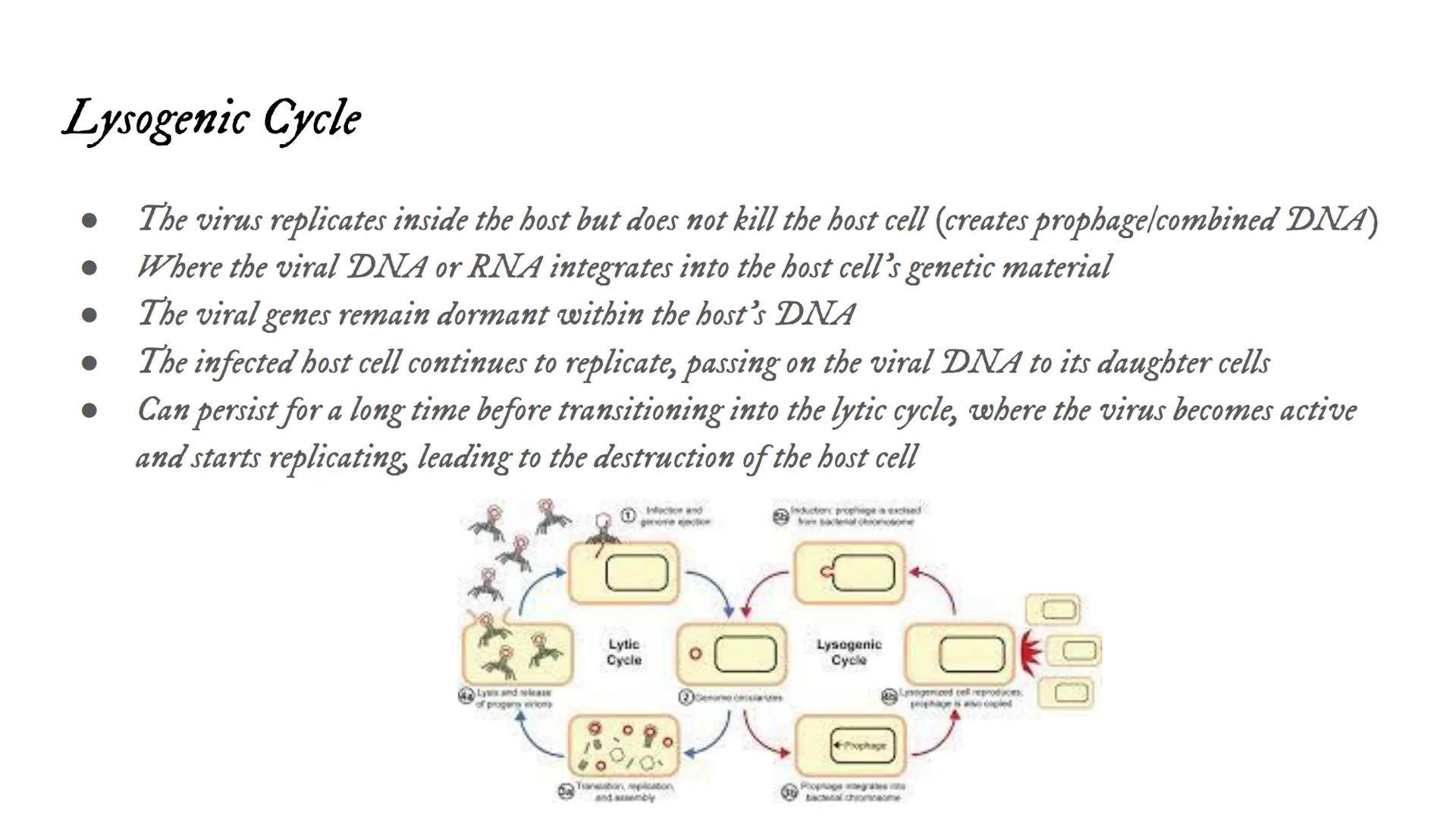 # Intro to Viruses Viruses

• Small, non-living particles
• Made of either DNA or RNA & are surrounded by a protein coat
• Can only be broke