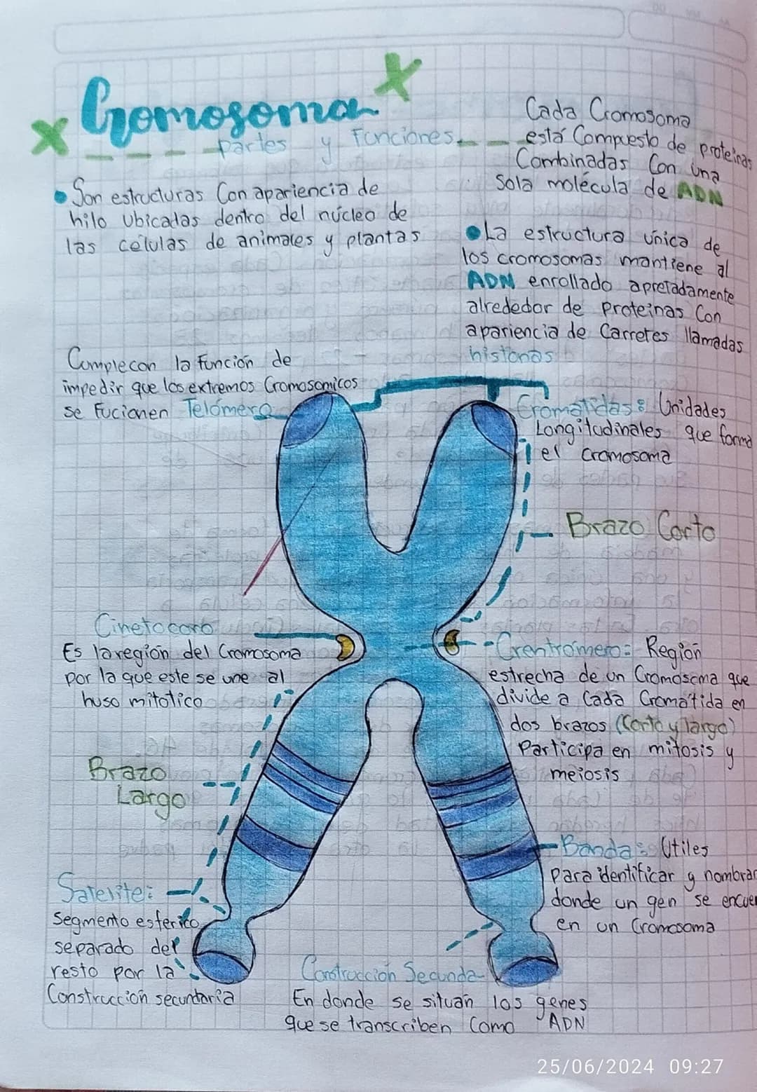 # Gomosoma

Partes y Funciones.

•Son estructuras Con apariencia de
hilo ubicadas dentro del núcleo de
las células de animales y plantas

Co