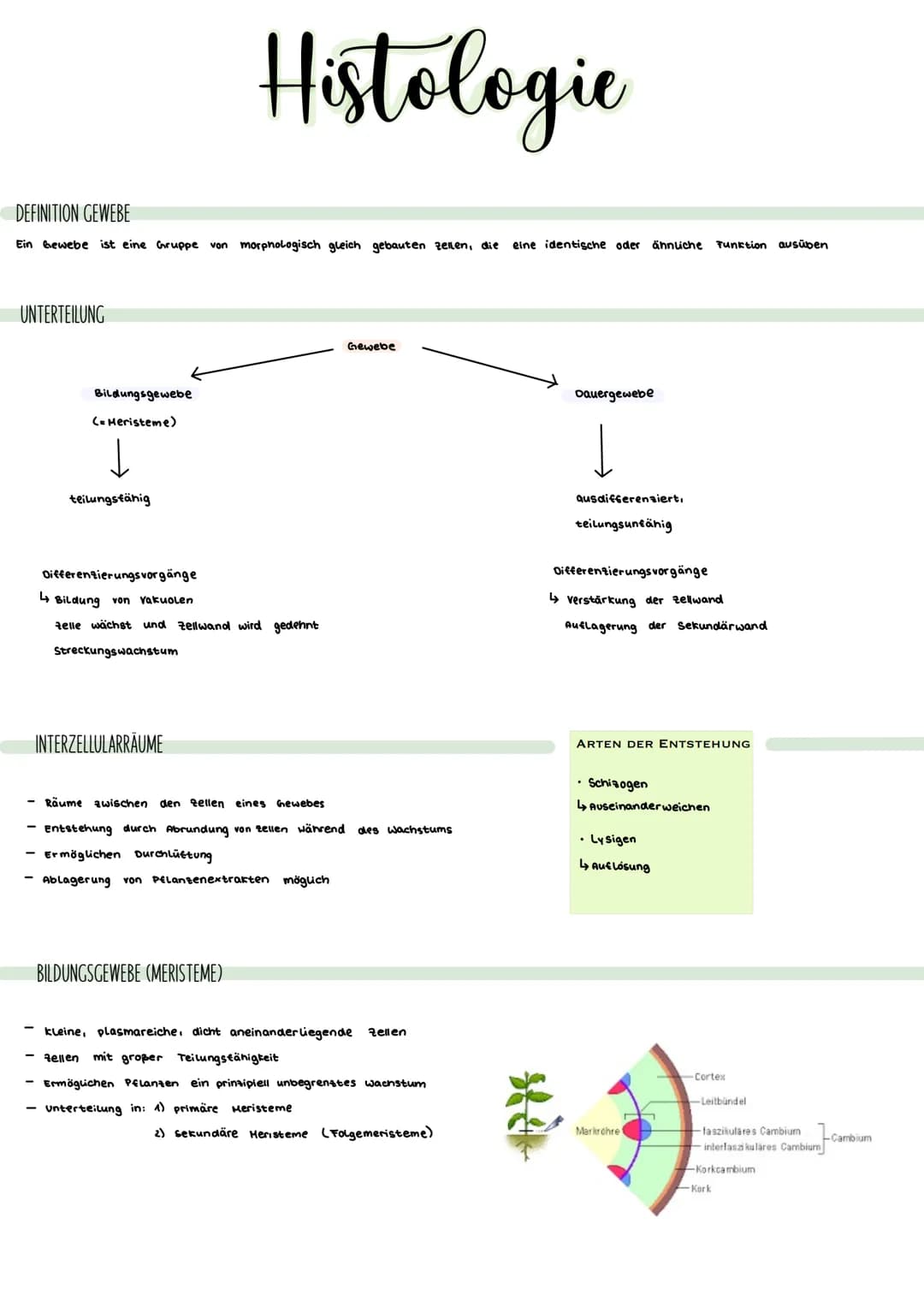 # Histologie

DEFINITION GEWEBE

Ein Gewebe ist eine Gruppe von morphologisch gleich gebauten zeilen, die eine identische oder ähnliche Tunk