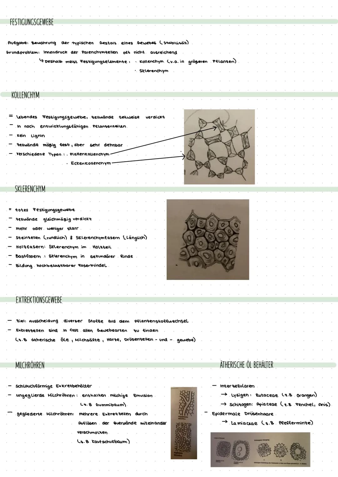 # Histologie

DEFINITION GEWEBE

Ein Gewebe ist eine Gruppe von morphologisch gleich gebauten zeilen, die eine identische oder ähnliche Tunk