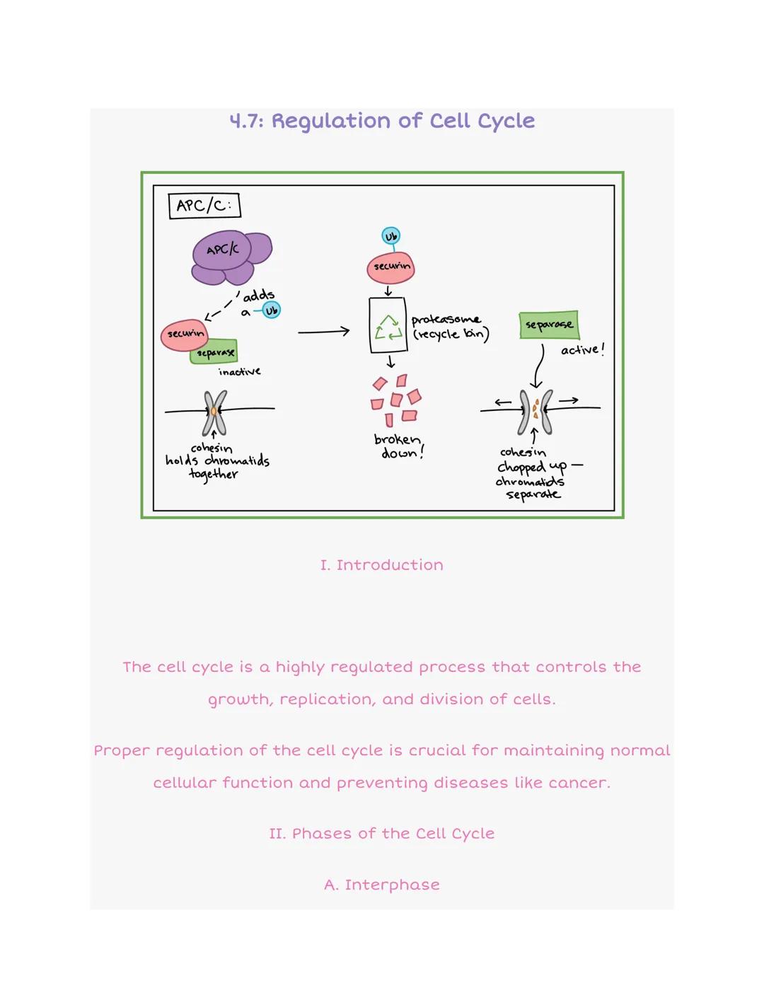 4.7: Regulation of Cell Cycle

APC/C:

APC/C

'adds
a
Ub

securin
separase
inactive

securin

proteasome
(recycle bin)

separase
active!

co