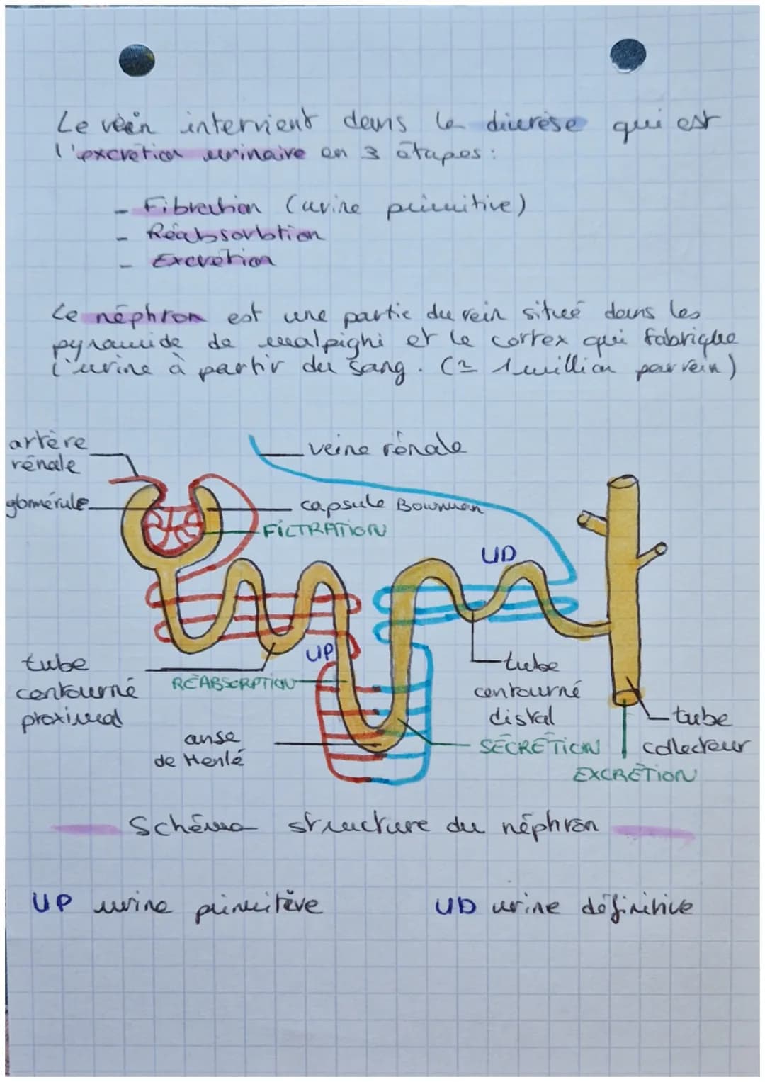 Biologie
EXCRETION URINAIRE
- glande surrénales
- rein gauche
- rein droit
- uretere
- aorte abdominale
- veine cave inférieure
- vessie
- u