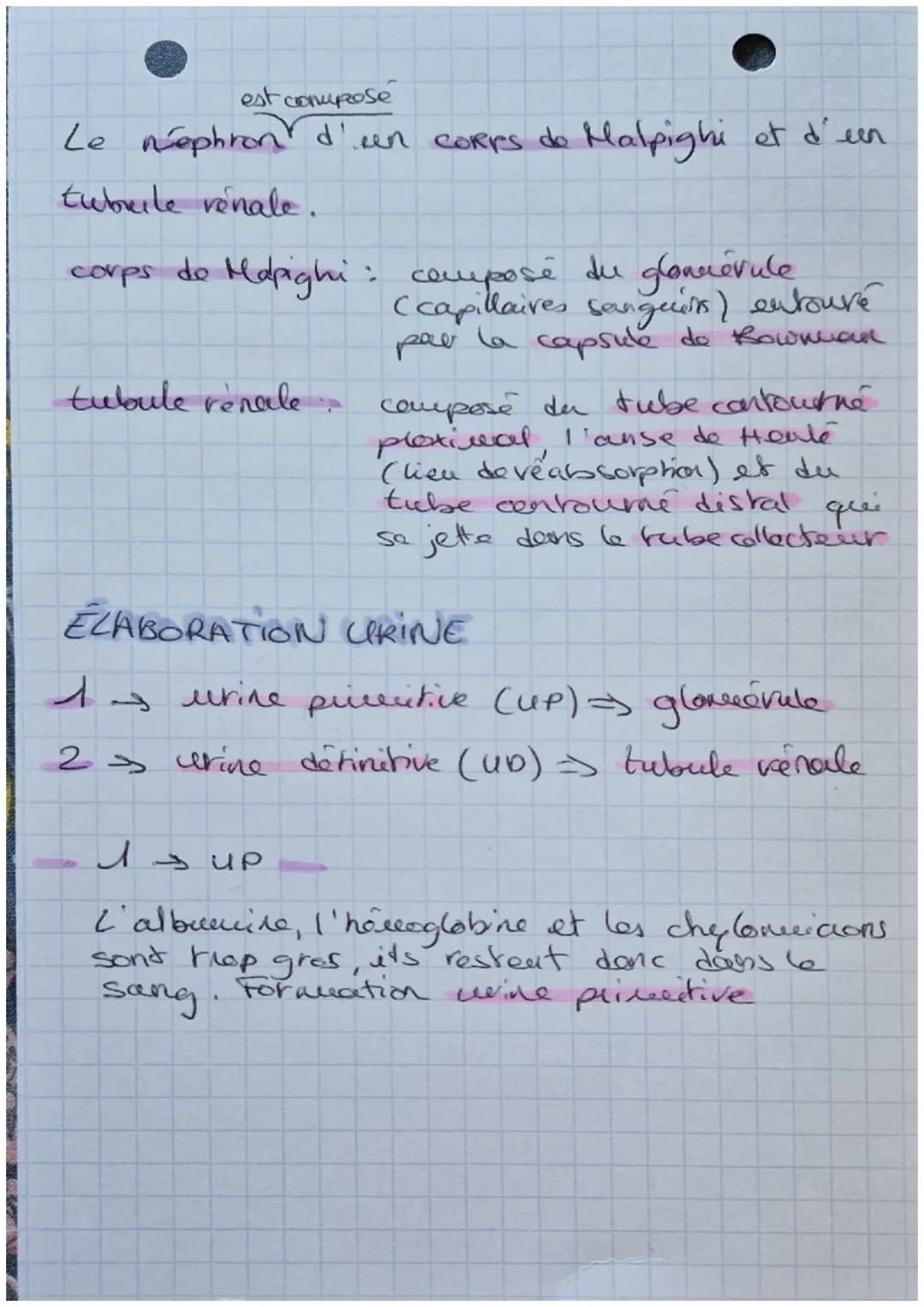 Biologie
EXCRETION URINAIRE
- glande surrénales
- rein gauche
- rein droit
- uretere
- aorte abdominale
- veine cave inférieure
- vessie
- u