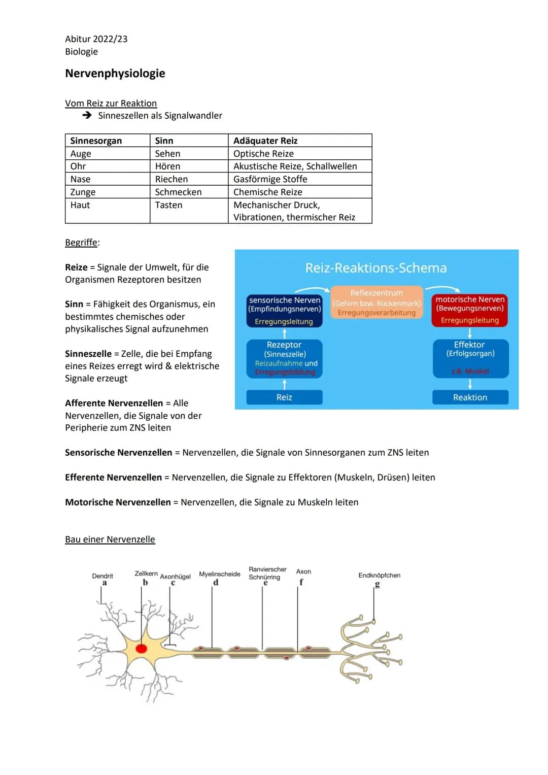 Abitur 2022/23
Biologie

LPE 4 Steuerungs- und Regelungsvorgänge
1. Nervenphysiologie
 a. Bau von Sinnes- und Nervenzellen
 b. Ruhe- und Akt