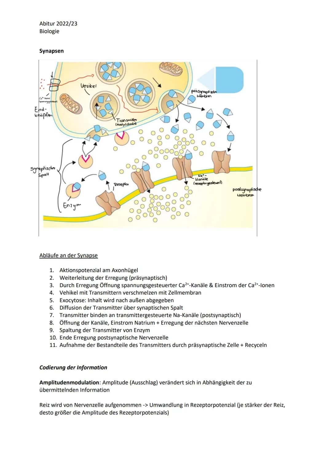 Abitur 2022/23
Biologie

LPE 4 Steuerungs- und Regelungsvorgänge
1. Nervenphysiologie
 a. Bau von Sinnes- und Nervenzellen
 b. Ruhe- und Akt