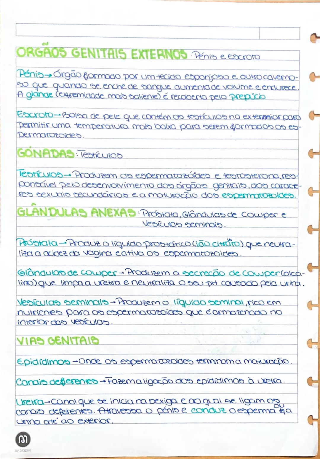 # Sistema Reprodutor Masc.

Testículos → Glândulas endócrinas (porque produzem hormônios – testosterona) e gônadas (porque produzem gametas 