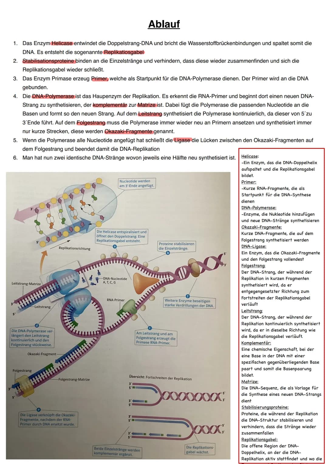 Q1.1 Von der DNA zum Protein

grundlegendes Niveau (Grundkurs und Leistungskurs)
- Aufbau und Replikation der DNA: Watson-Crick-Modell (Sche