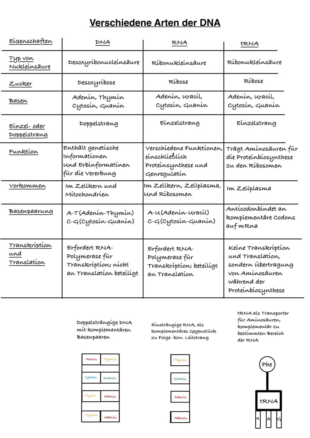 Q1.1 Von der DNA zum Protein

grundlegendes Niveau (Grundkurs und Leistungskurs)
- Aufbau und Replikation der DNA: Watson-Crick-Modell (Sche
