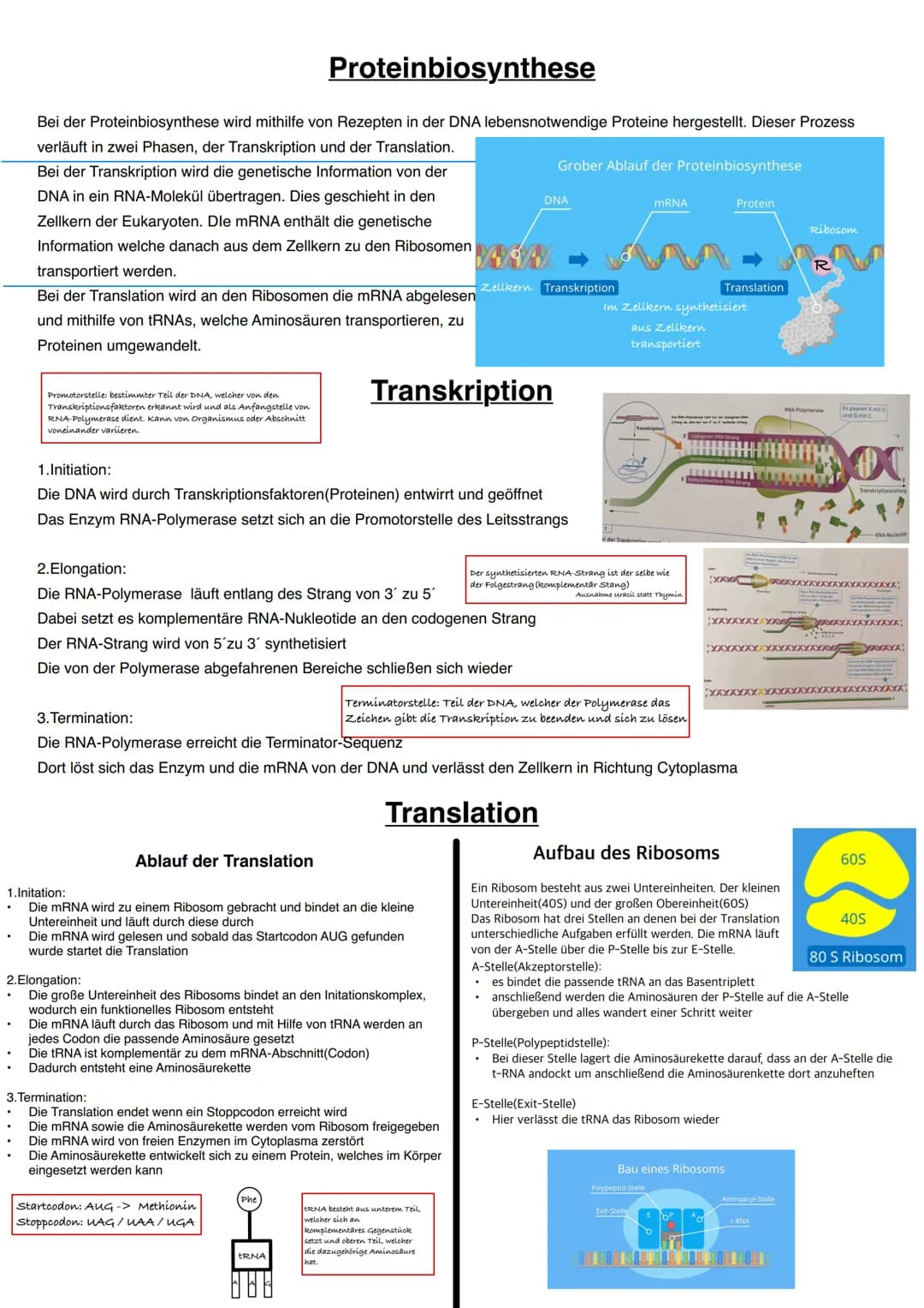 Q1.1 Von der DNA zum Protein

grundlegendes Niveau (Grundkurs und Leistungskurs)
- Aufbau und Replikation der DNA: Watson-Crick-Modell (Sche