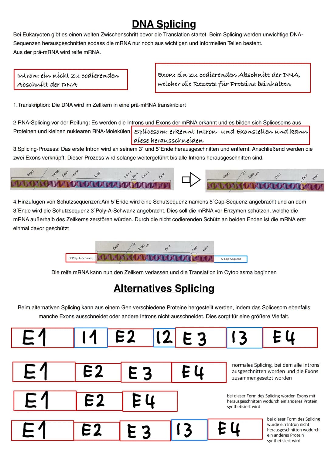 Q1.1 Von der DNA zum Protein

grundlegendes Niveau (Grundkurs und Leistungskurs)
- Aufbau und Replikation der DNA: Watson-Crick-Modell (Sche