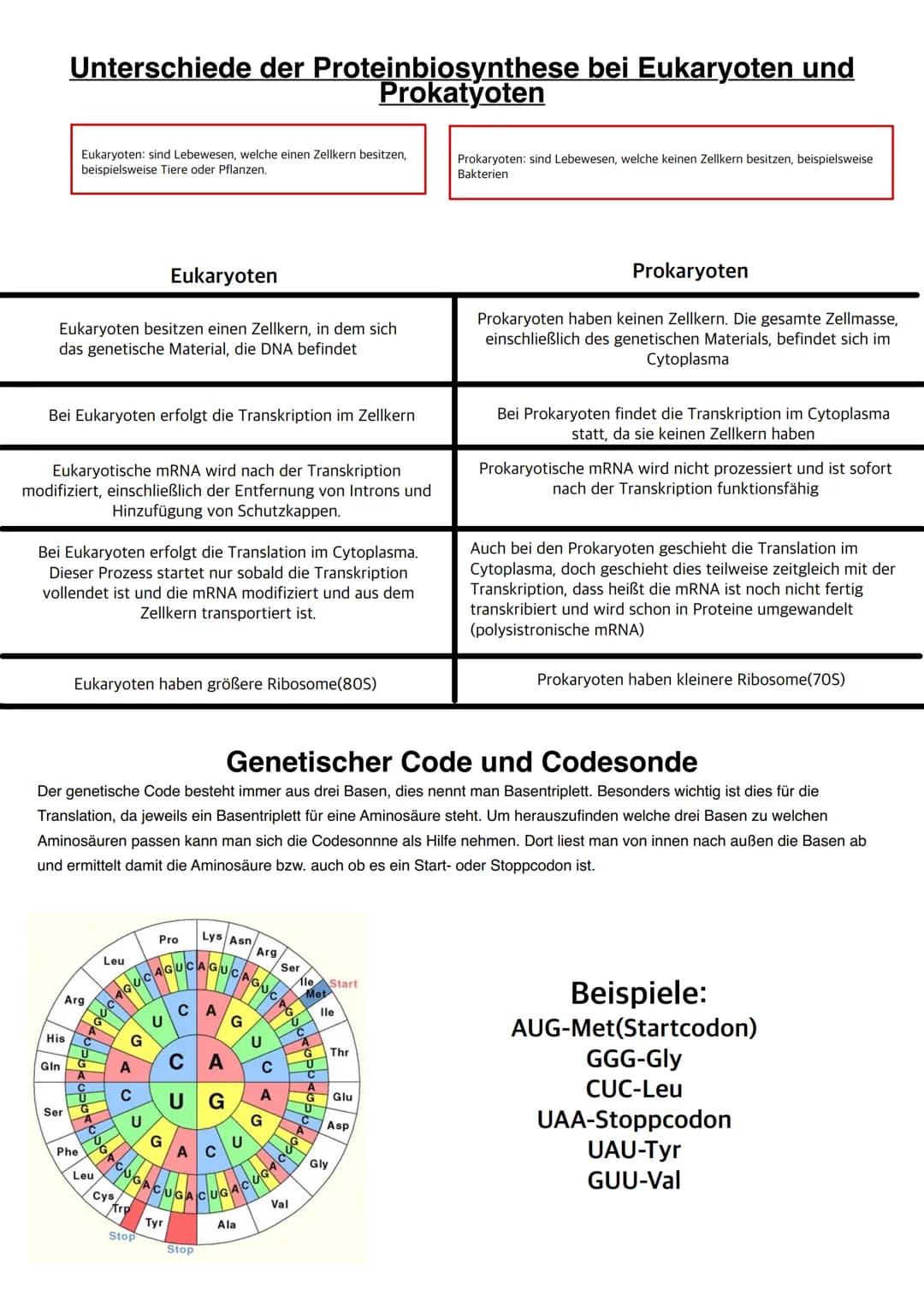 Q1.1 Von der DNA zum Protein

grundlegendes Niveau (Grundkurs und Leistungskurs)
- Aufbau und Replikation der DNA: Watson-Crick-Modell (Sche