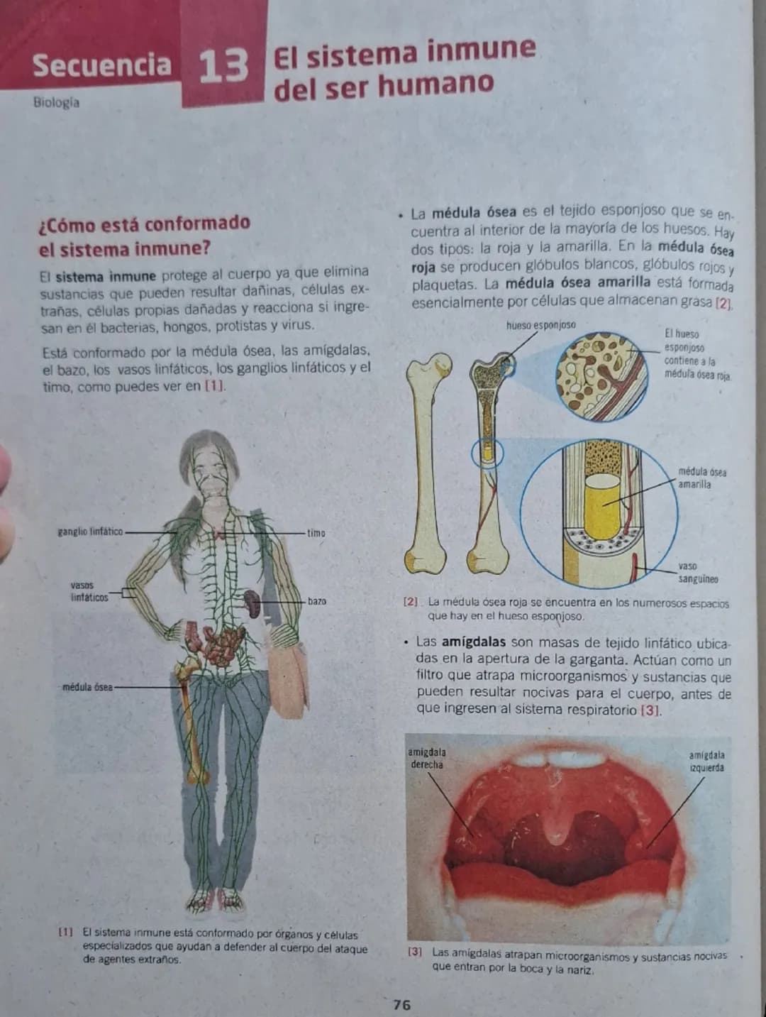 Secuencia 13 El sistema inmune
del ser humano
Biología
¿Cómo está conformado
el sistema inmune?
El sistema inmune protege al cuerpo ya que e