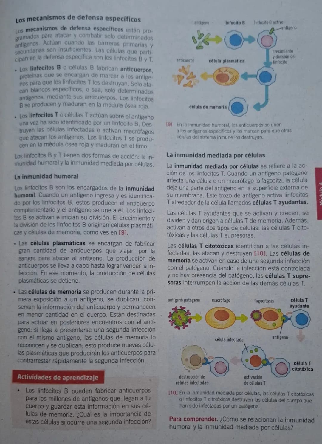 Secuencia 13 El sistema inmune
del ser humano
Biología
¿Cómo está conformado
el sistema inmune?
El sistema inmune protege al cuerpo ya que e