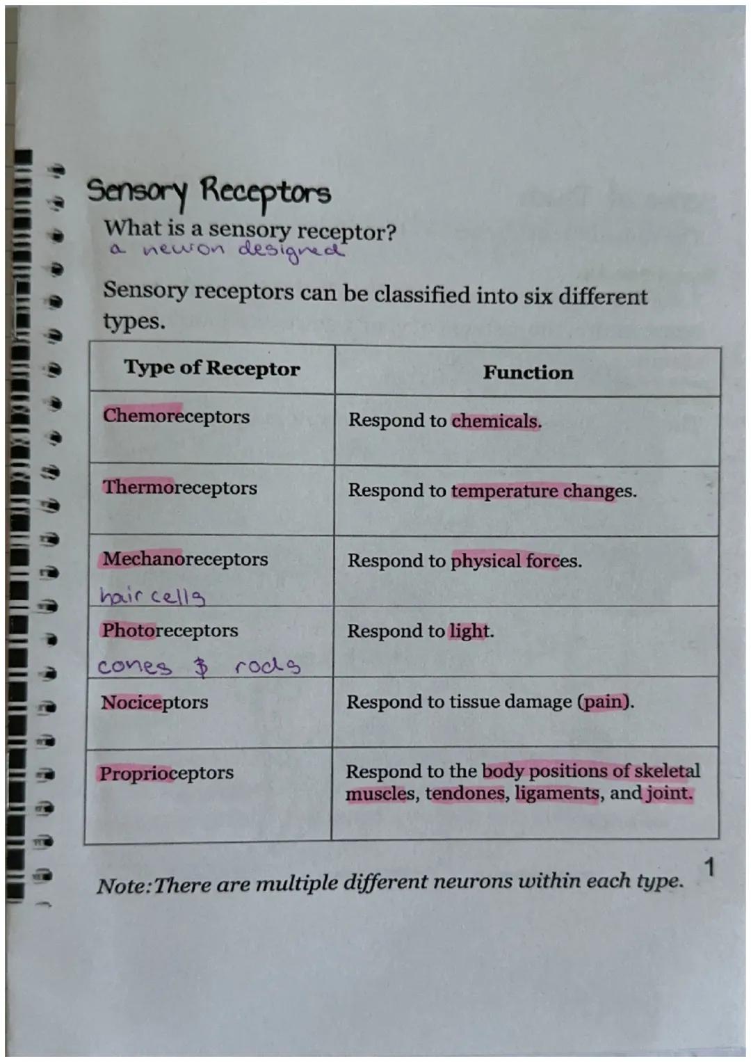 Sensory Receptors
What is a sensory receptor?
a newon designed

Sensory receptors can be classified into six different
types.

| Type of Rec