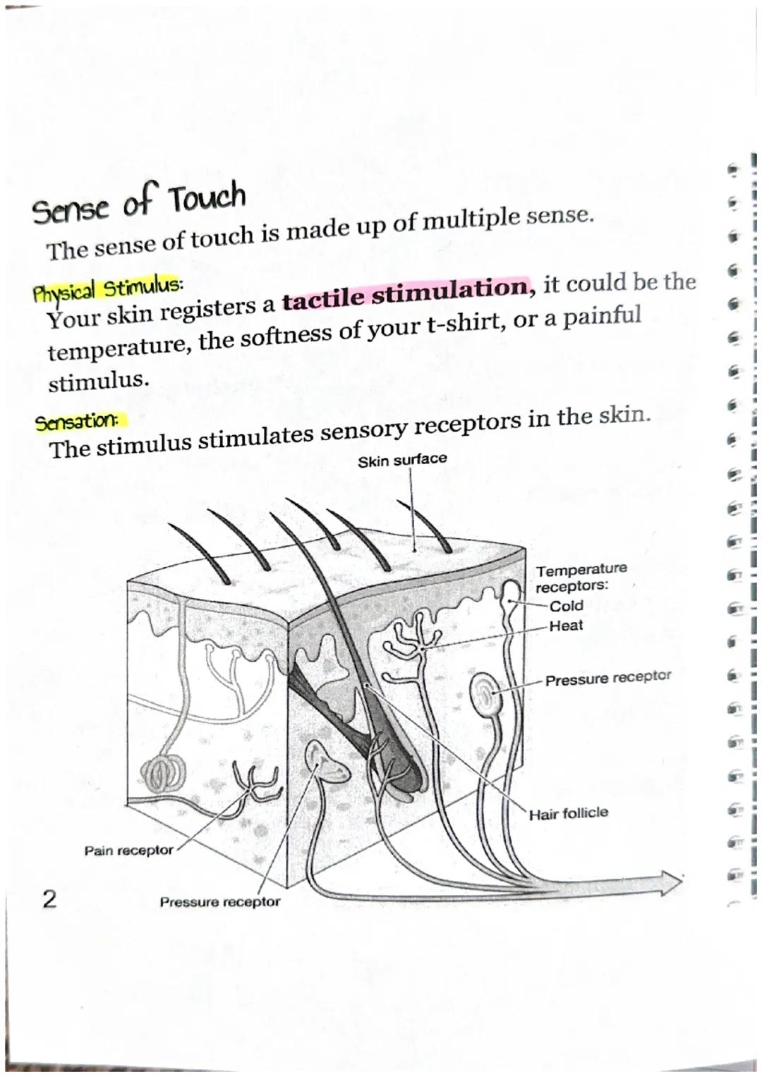 Sensory Receptors
What is a sensory receptor?
a newon designed

Sensory receptors can be classified into six different
types.

| Type of Rec