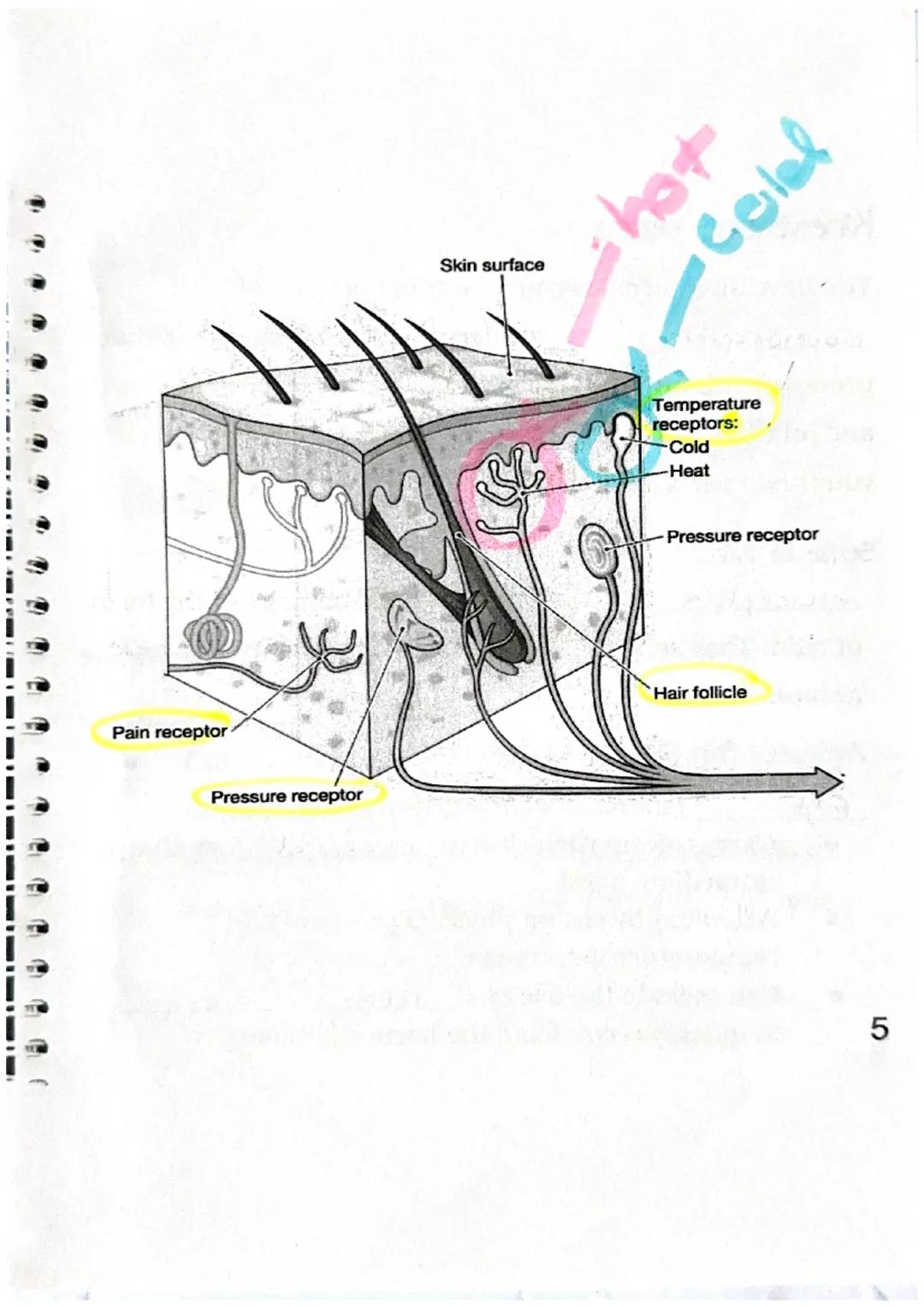 Sensory Receptors
What is a sensory receptor?
a newon designed

Sensory receptors can be classified into six different
types.

| Type of Rec