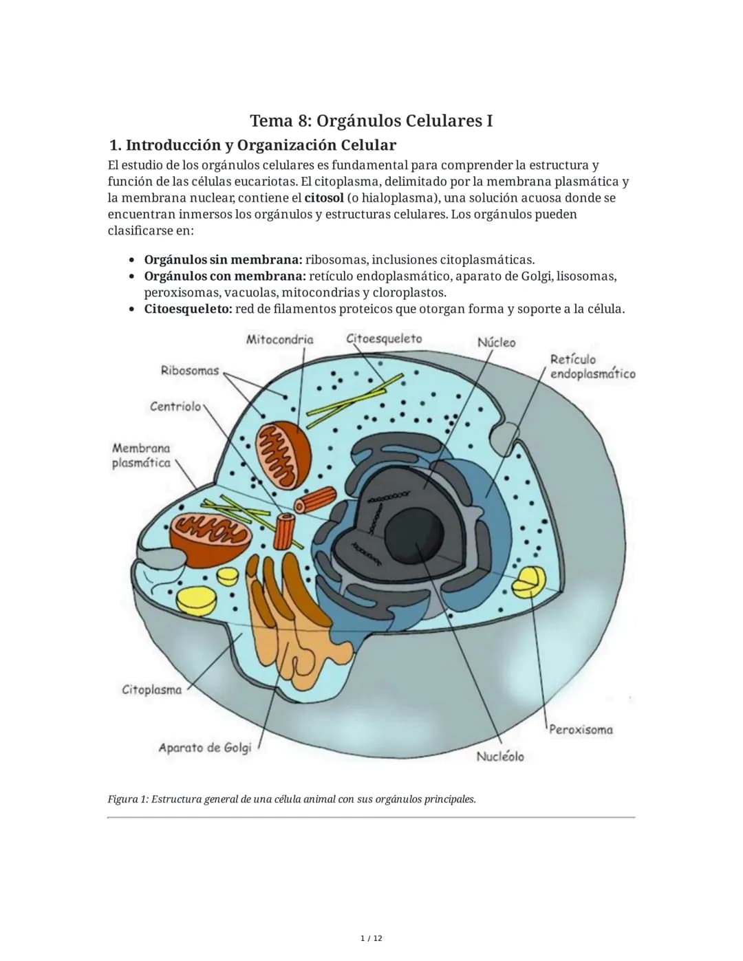 Tema 8: Orgánulos Celulares I
1. Introducción y Organización Celular
El estudio de los orgánulos celulares es fundamental para comprender la
