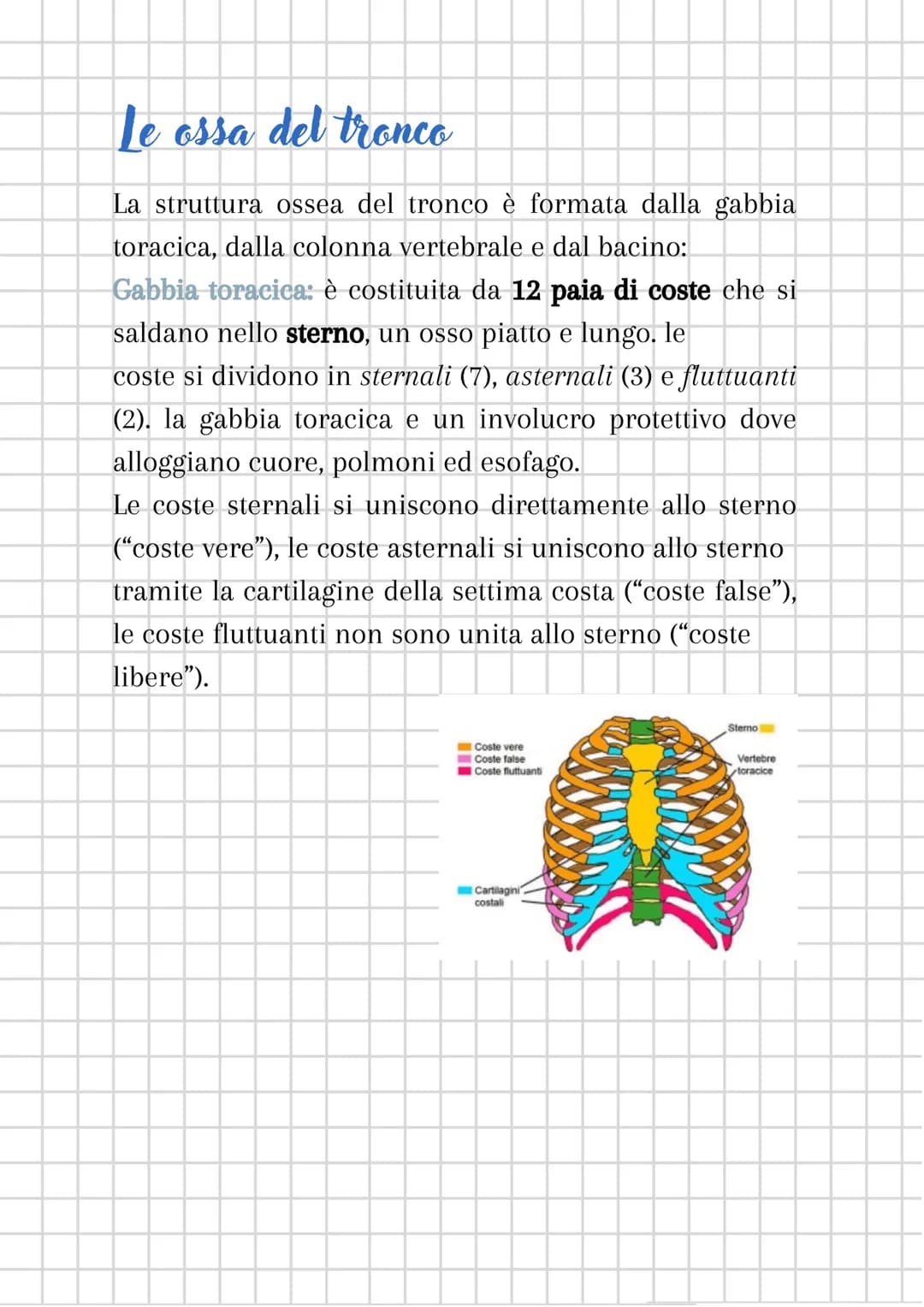 # L'apparato scheletrico

L'apparato scheletrico è composto dall'unione di tessuti
diversi che danno forma alle ossa, le quali insieme
forma