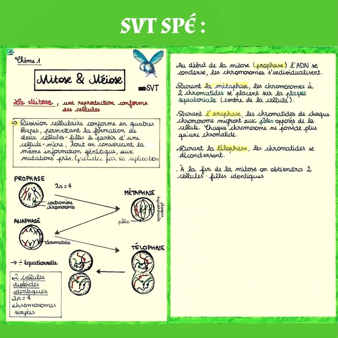 2-
SVT SPÉ:
La Meiore, une production de cellules
haploides
=> Dvision cellulaire non conforme, à
l'origine de la formation des cellules
rep