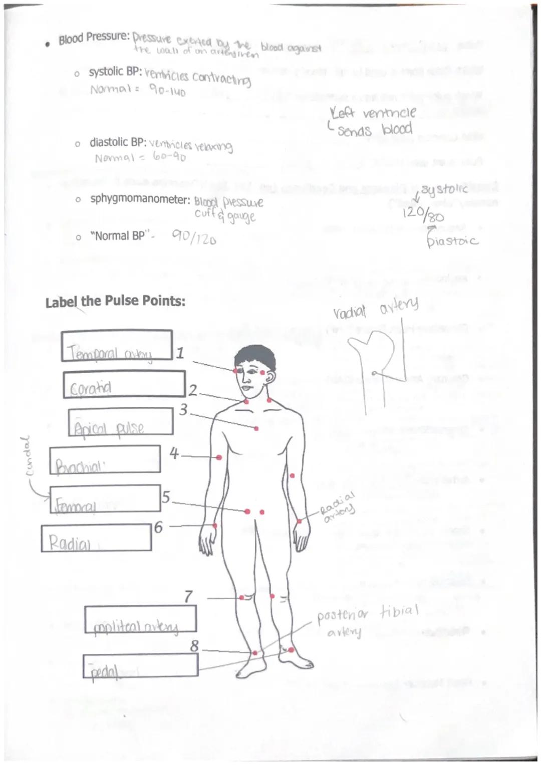 int
Unit 0 WPA-TOP-unit-O-WPA
Starts impluse
where the SA is located
- creats Connections
also starts the pmeess
Aortic arch
Pulmonary trunk
