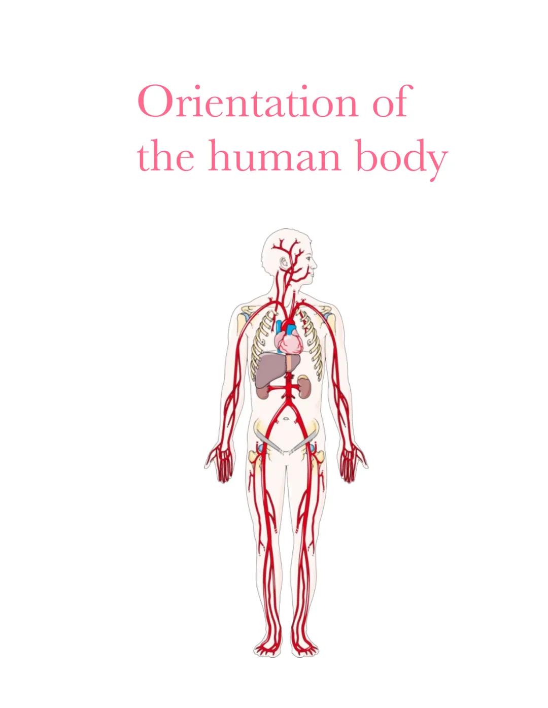 # Orientation of
## the human body 9/1

Muscular System
functions:
• Body movement
maintains posture
produces heat

nervous System
Functions