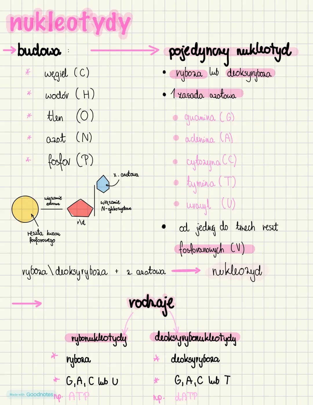 nukleotydy

→budowa

→ pojedyncry nukleotyd

* węgiel (C)
* ryboza lub deoksyryboza
* wodór (H)
* tlen (0)
• 1 zasada azołowa
* azot (N)
* g