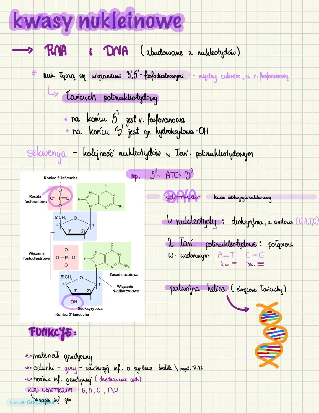 nukleotydy

→budowa

→ pojedyncry nukleotyd

* węgiel (C)
* ryboza lub deoksyryboza
* wodór (H)
* tlen (0)
• 1 zasada azołowa
* azot (N)
* g